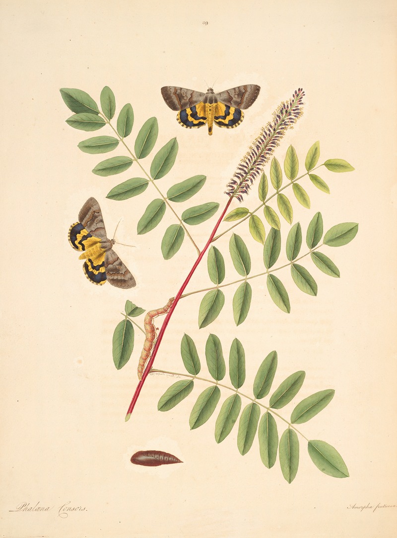 James Edward Smith - The natural history of the rarer lepidopterous insects of Georgia Pl.089