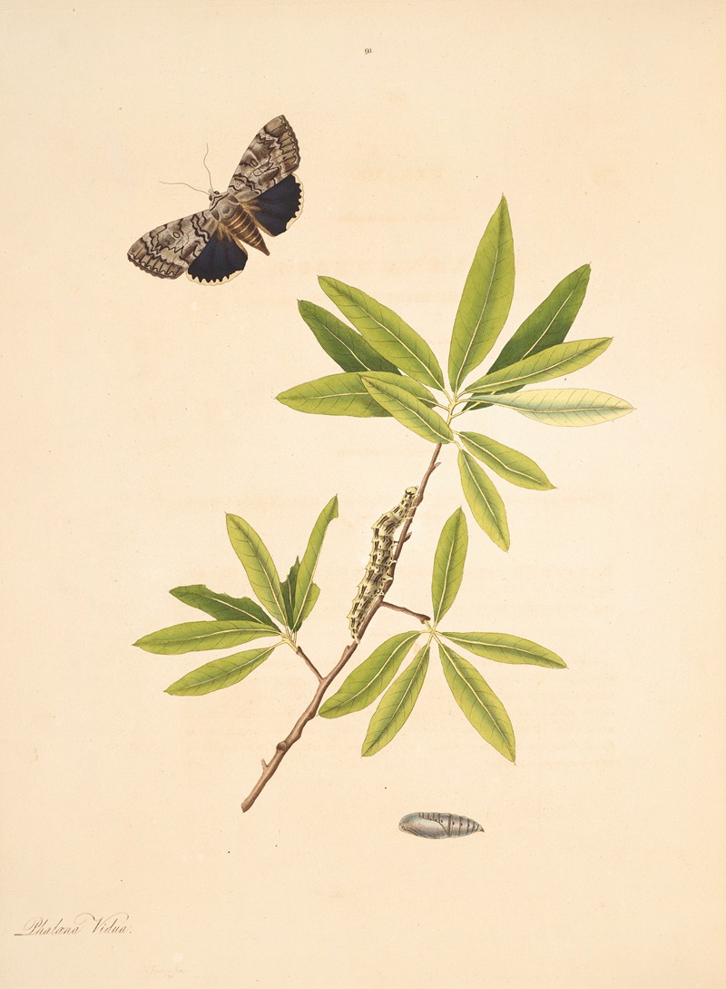 James Edward Smith - The natural history of the rarer lepidopterous insects of Georgia Pl.091