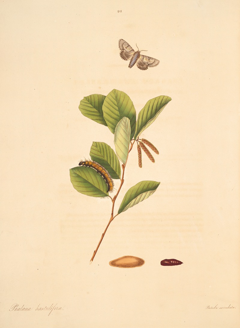 James Edward Smith - The natural history of the rarer lepidopterous insects of Georgia Pl.092