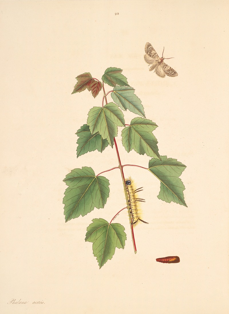James Edward Smith - The natural history of the rarer lepidopterous insects of Georgia Pl.093