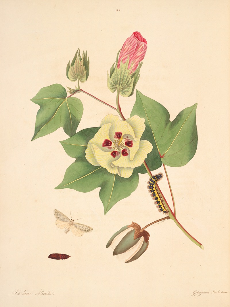 James Edward Smith - The natural history of the rarer lepidopterous insects of Georgia Pl.094