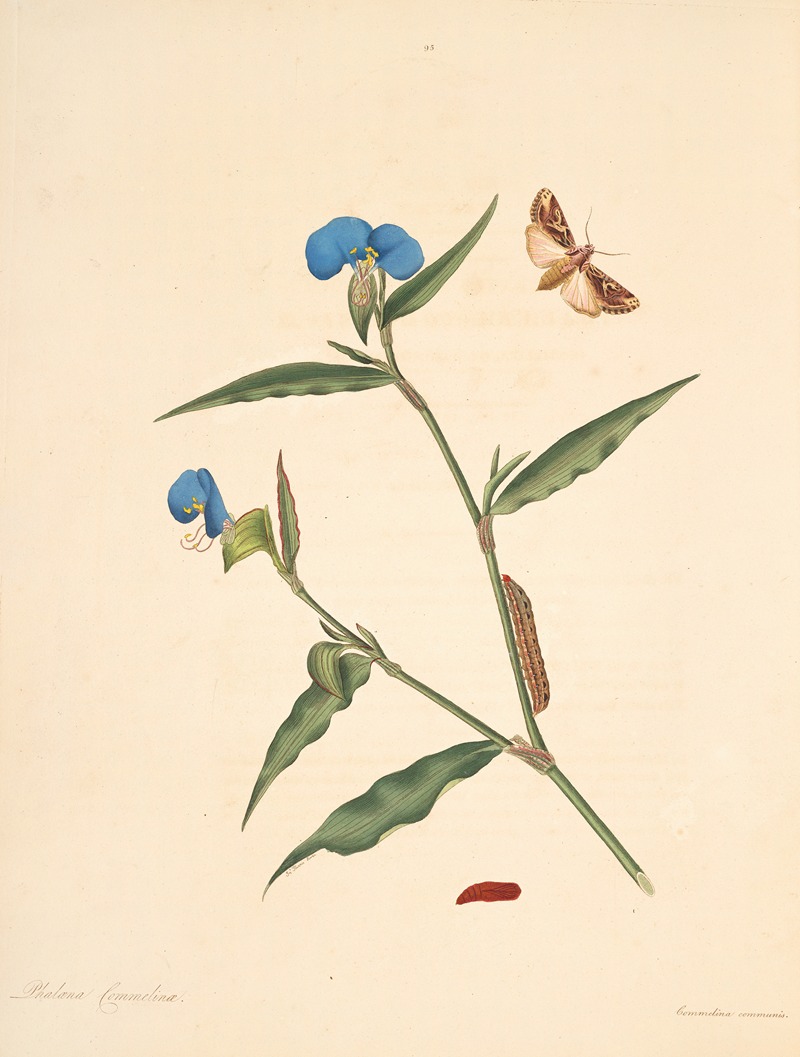 James Edward Smith - The natural history of the rarer lepidopterous insects of Georgia Pl.095