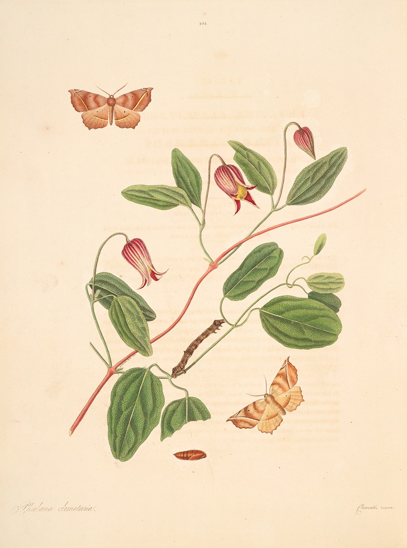 James Edward Smith - The natural history of the rarer lepidopterous insects of Georgia Pl.101