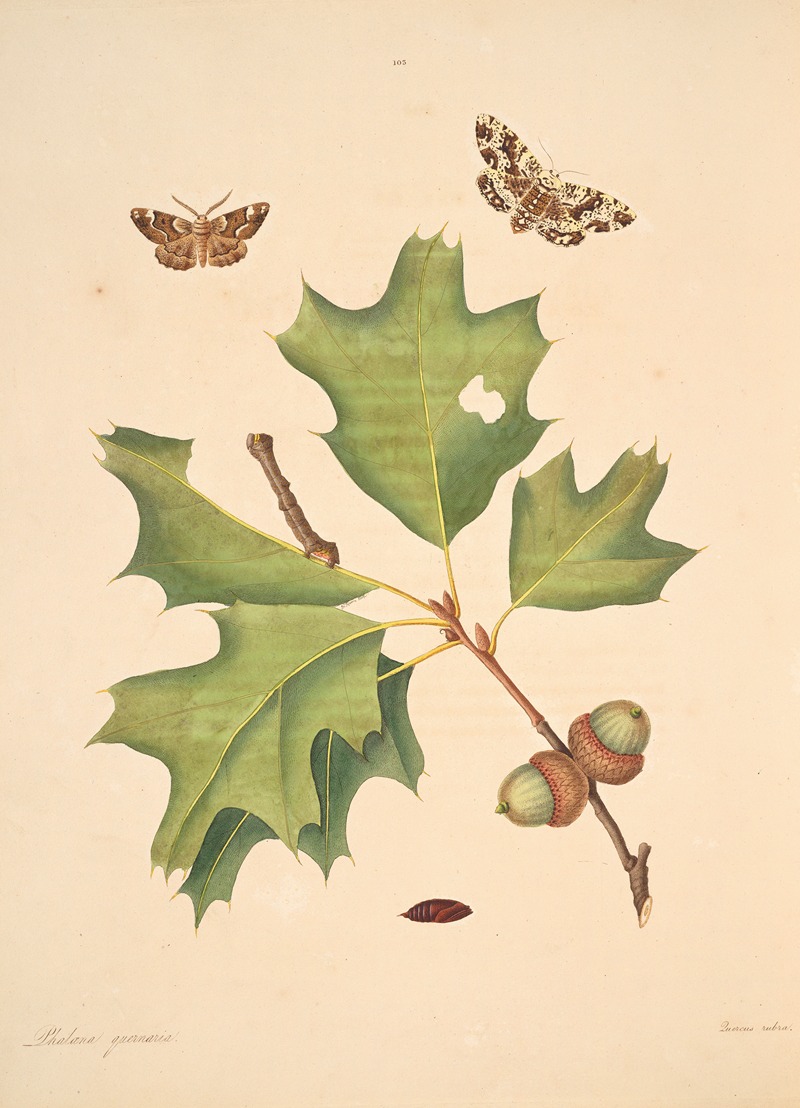 James Edward Smith - The natural history of the rarer lepidopterous insects of Georgia Pl.103