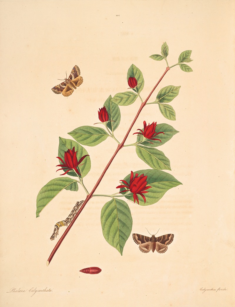 James Edward Smith - The natural history of the rarer lepidopterous insects of Georgia Pl.104