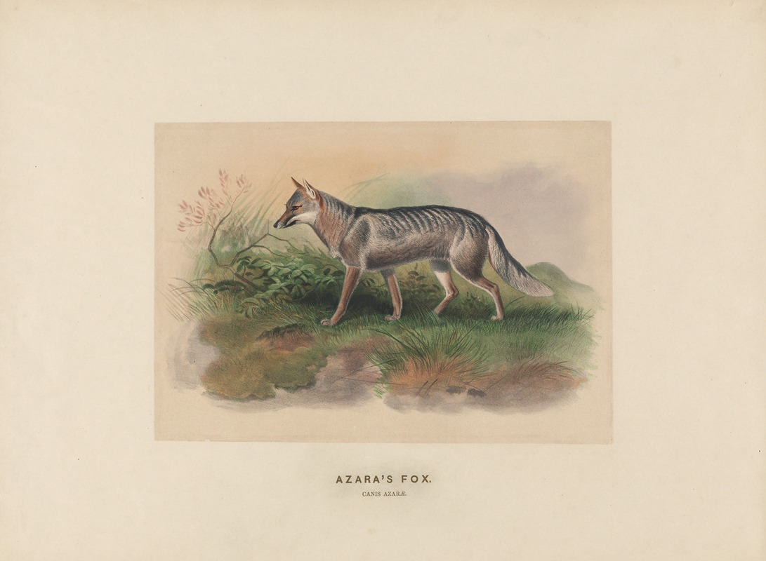 Joseph Wolf - Azara’s Fox