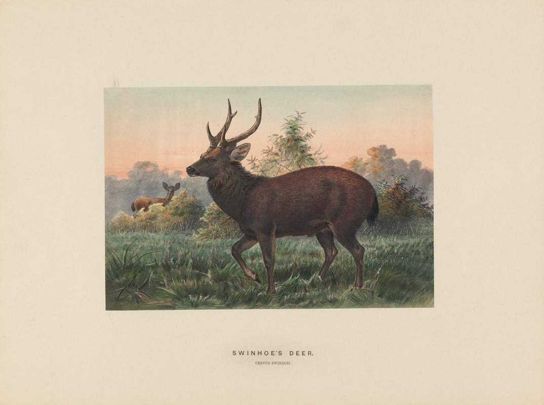 Joseph Wolf - Swinhoe’s Deer