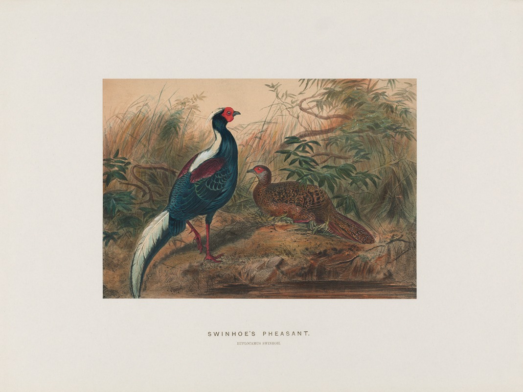 Joseph Wolf - Swinhoe’s Pheasant