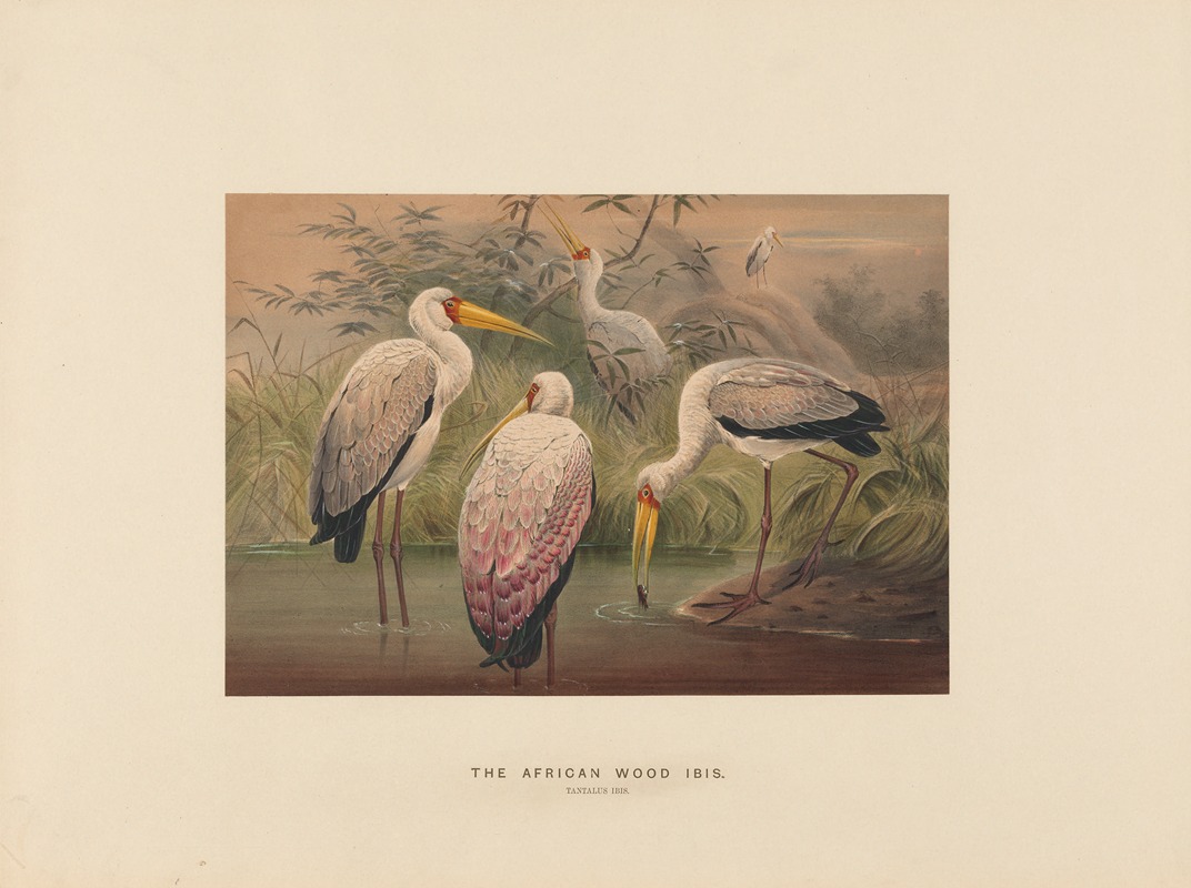 Joseph Wolf - The African Wood-Ibis