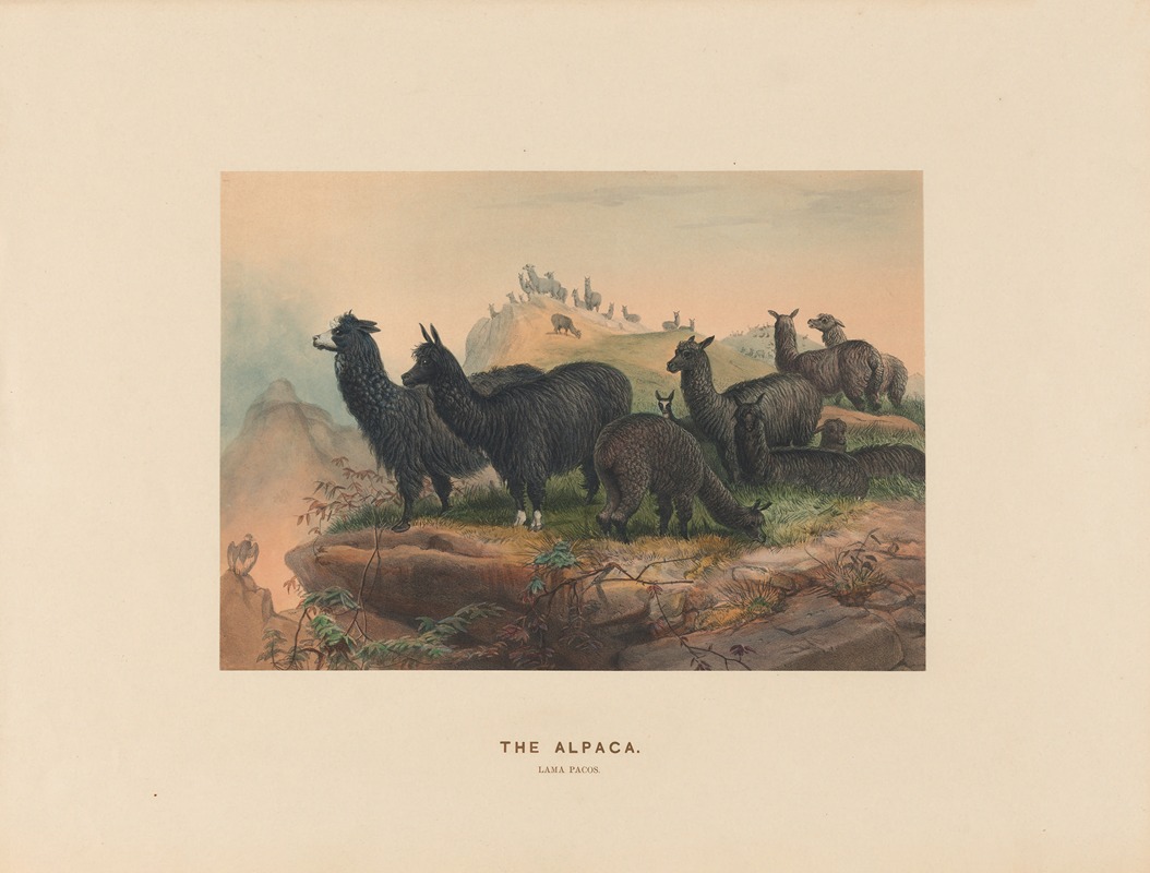 Joseph Wolf - The Alpaca