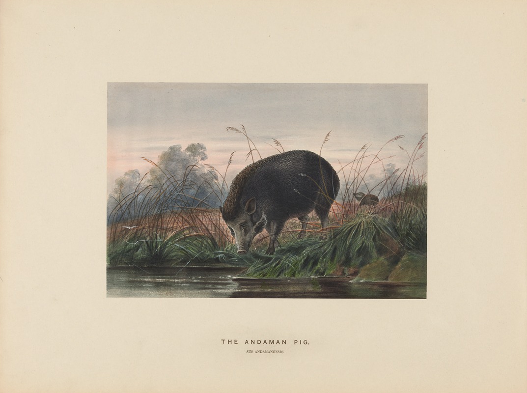 Joseph Wolf - The Andaman Pig