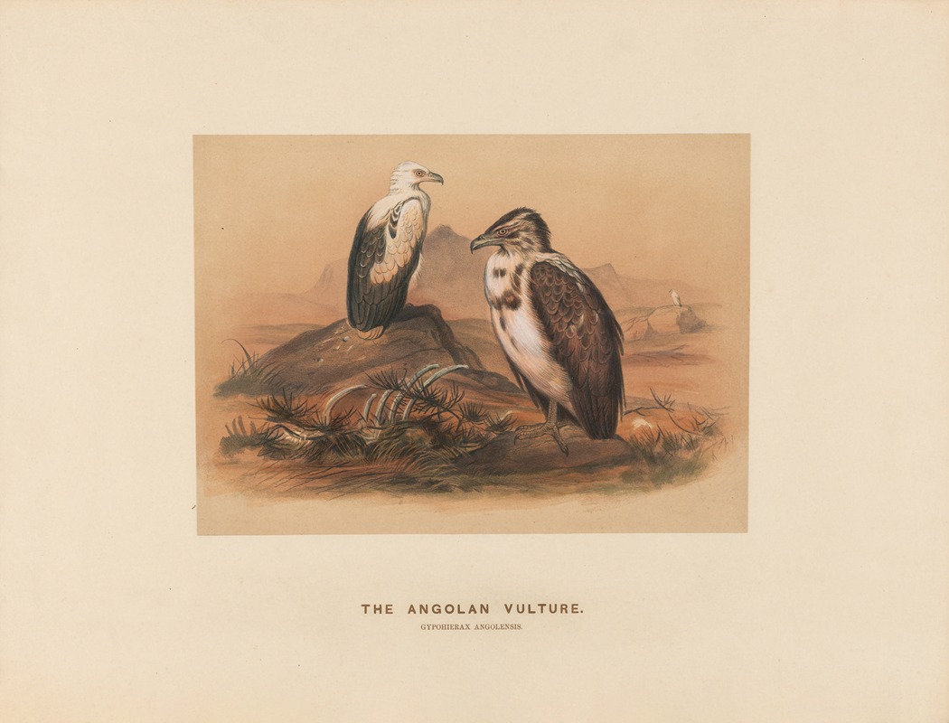 Joseph Wolf - The Angoloan Vulture