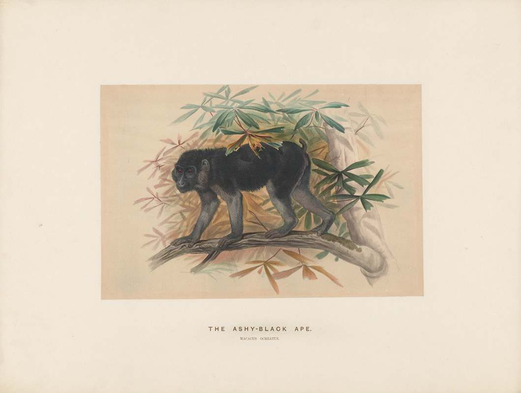 Joseph Wolf - The Ashy-black Macaque