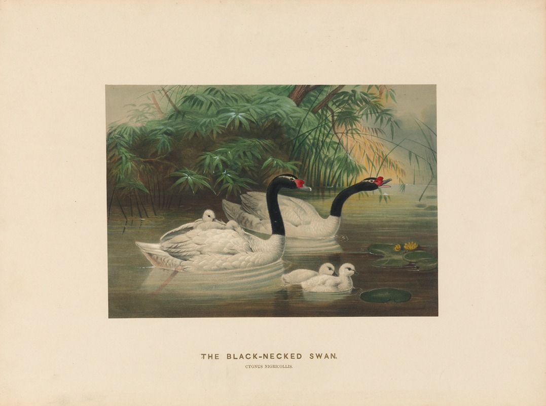 Joseph Wolf - The Black-necked Swan