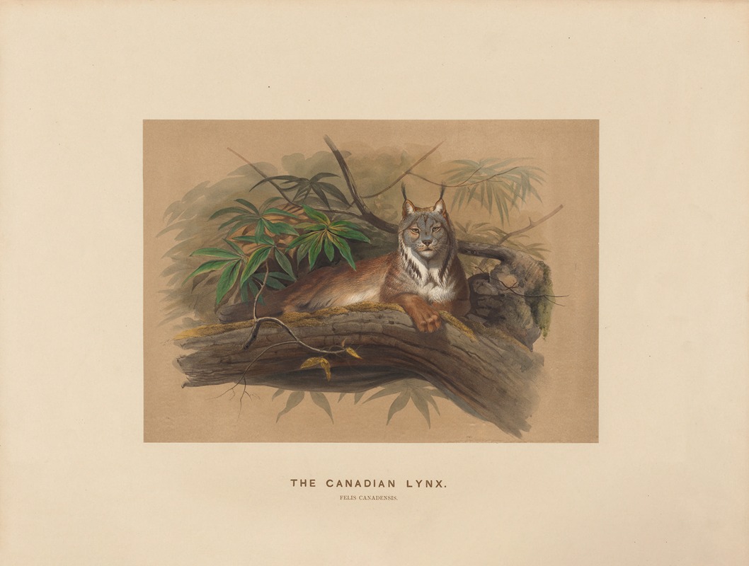 Joseph Wolf - The Canadian Lynx