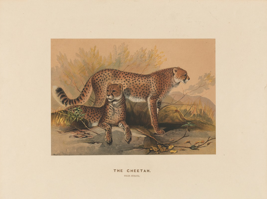 Joseph Wolf - The Cheetah