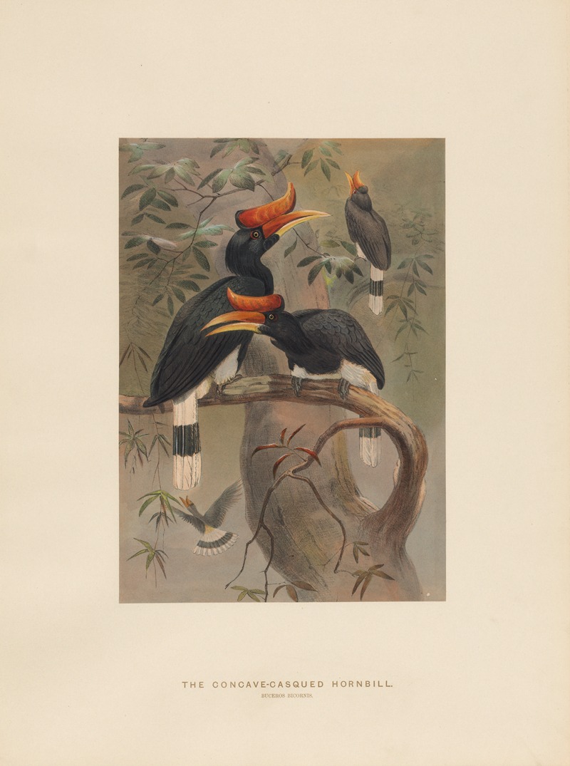 Joseph Wolf - The Concave-casqued Hornbill