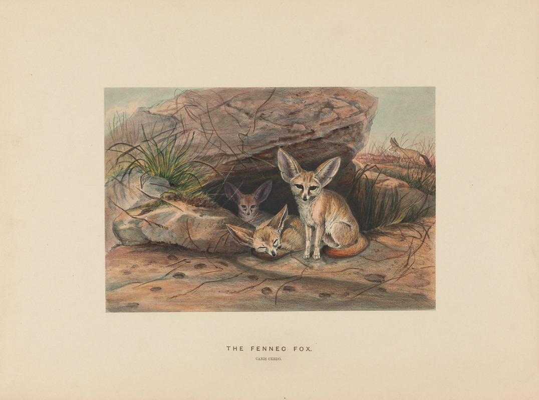 Joseph Wolf - The Fennec Fox