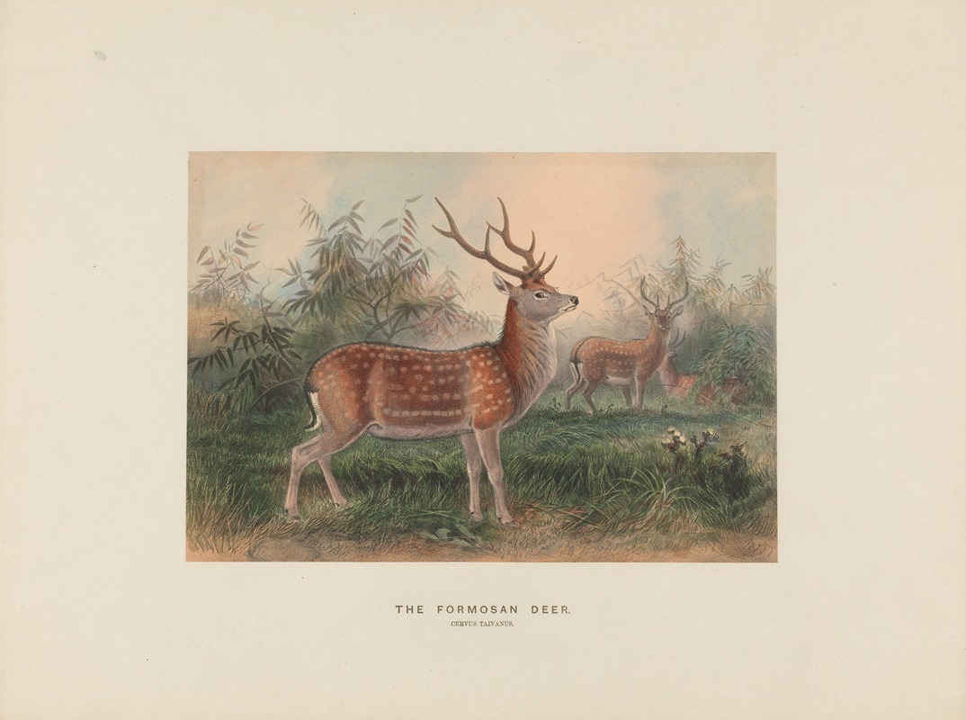 Joseph Wolf - The Formosan Deer