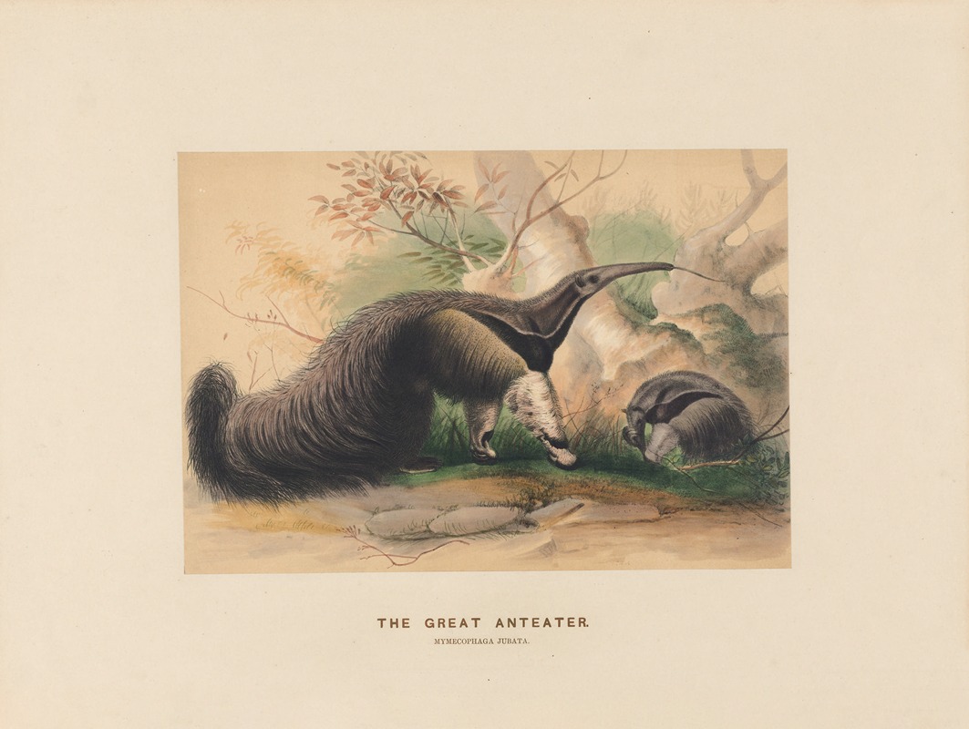 Joseph Wolf - The Great Anteater