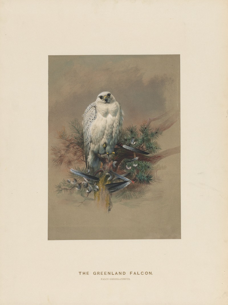 Joseph Wolf - The Greenland Falcon