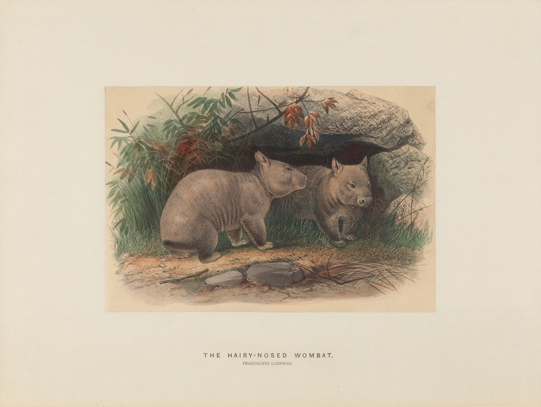 Joseph Wolf - The Hairy-nosed Wombat