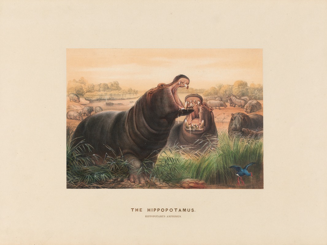 Joseph Wolf - The Hippopotamus