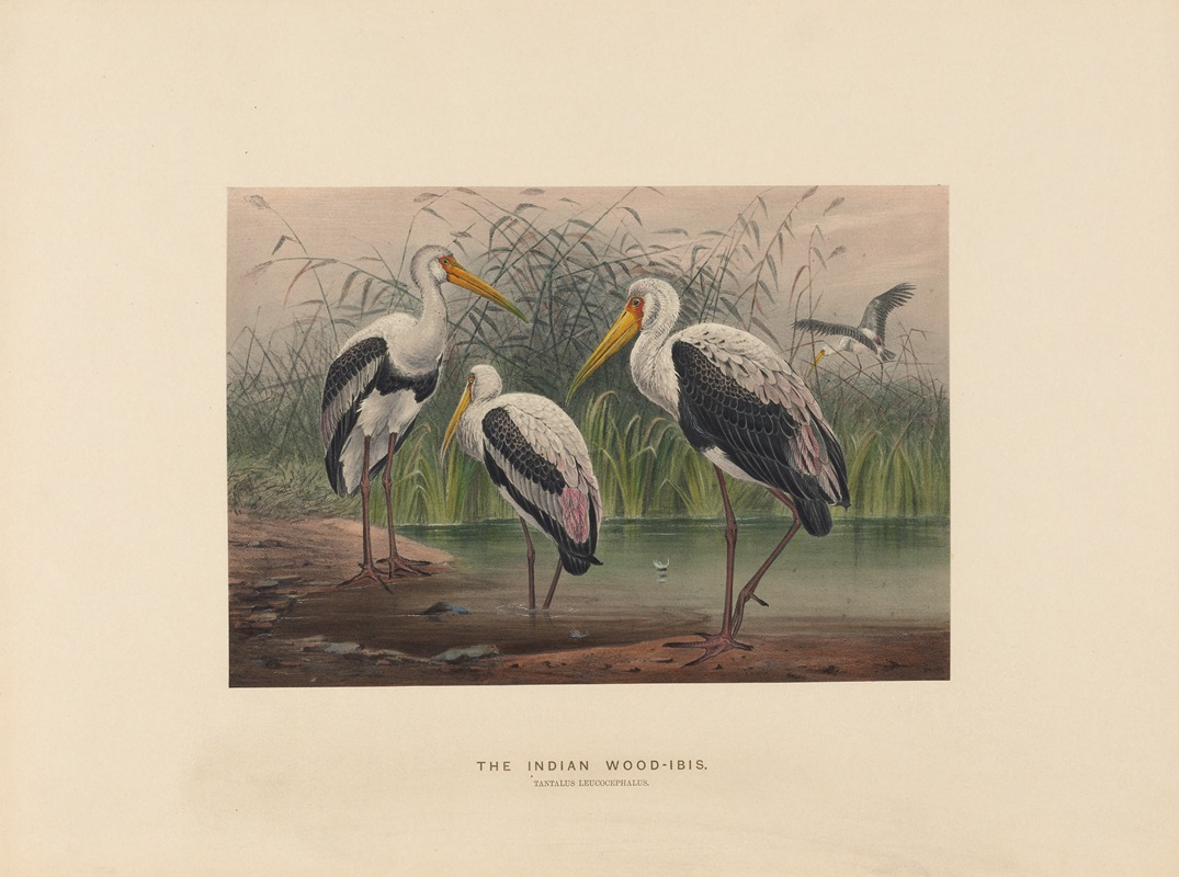 Joseph Wolf - The Indian Wood-Ibis