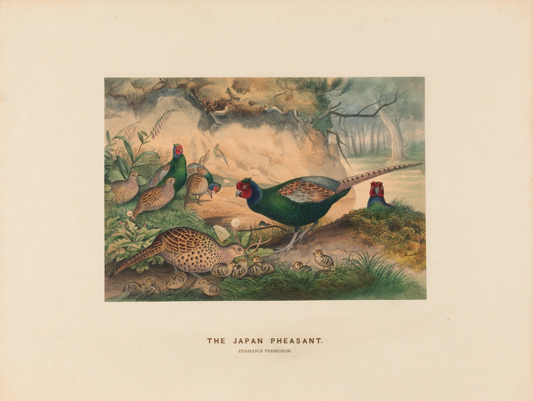 Joseph Wolf - The Japan Pheasant