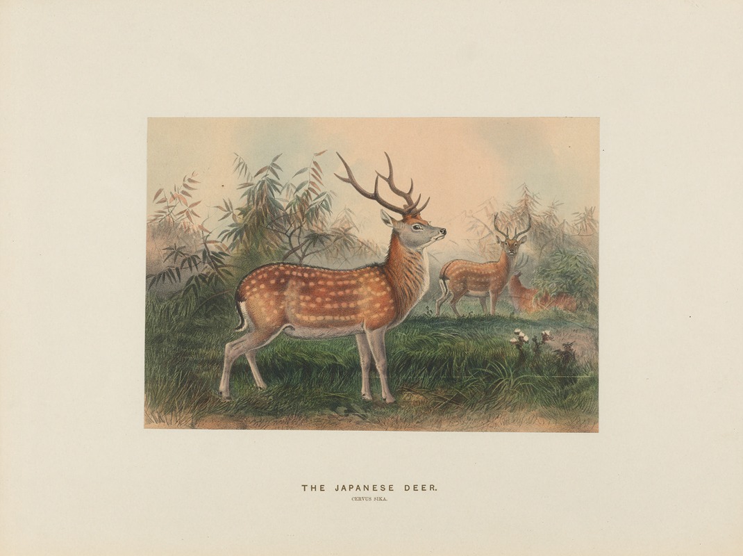 Joseph Wolf - The Japanese Deer