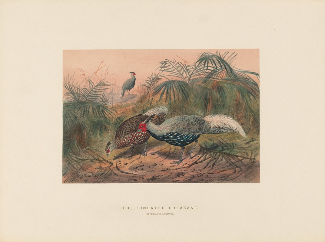 Joseph Wolf - The Lineated Pheasant