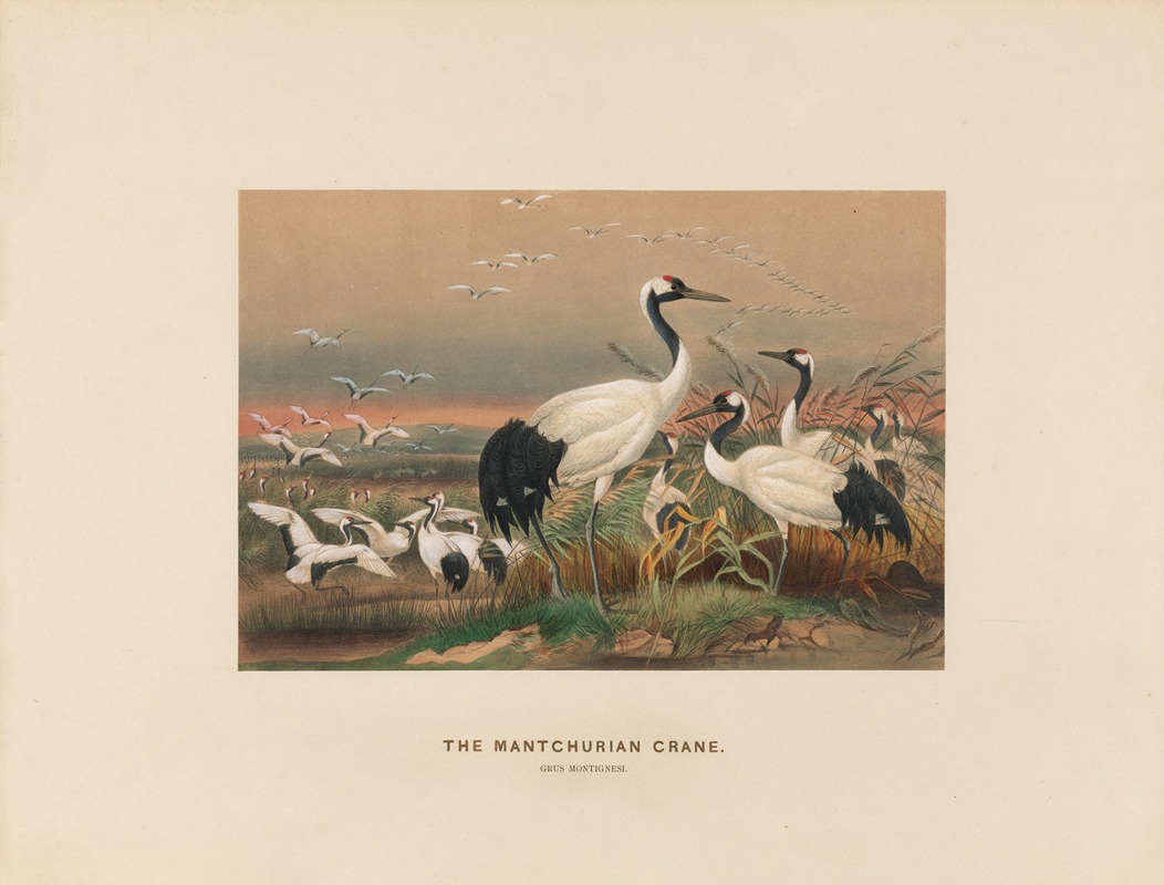 Joseph Wolf - The Mantchurian Crane