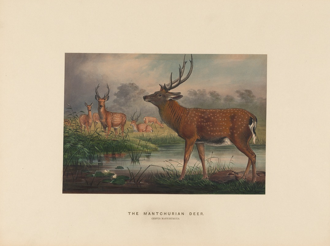 Joseph Wolf - The Mantchurian Deer