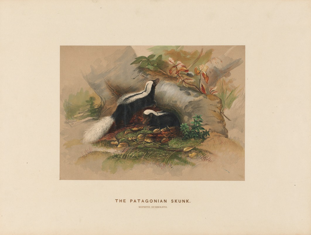 Joseph Wolf - The Patagonian Skunk