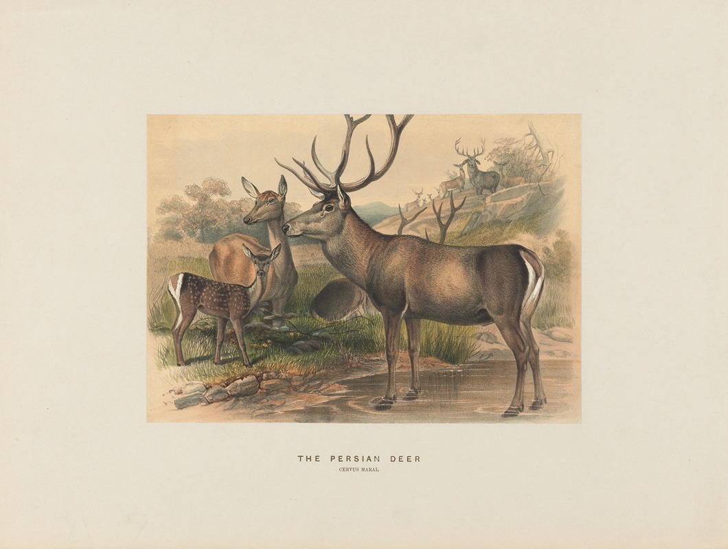 Joseph Wolf - The Persian Deer