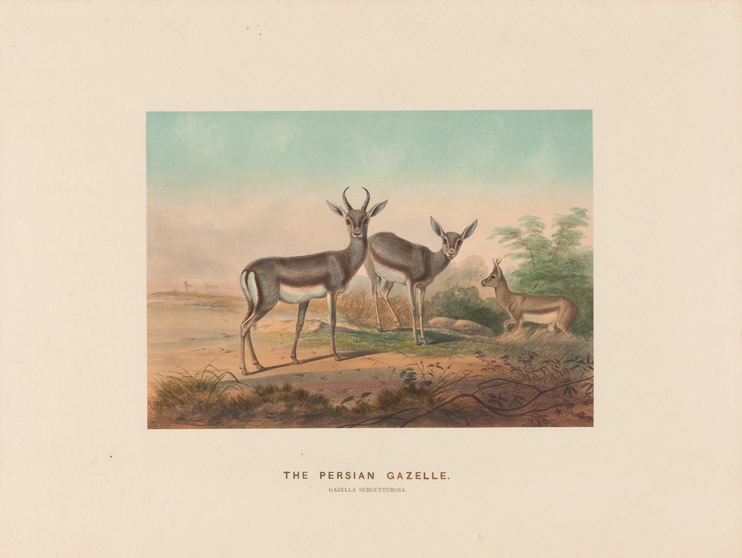 Joseph Wolf - The Persian Gazelle