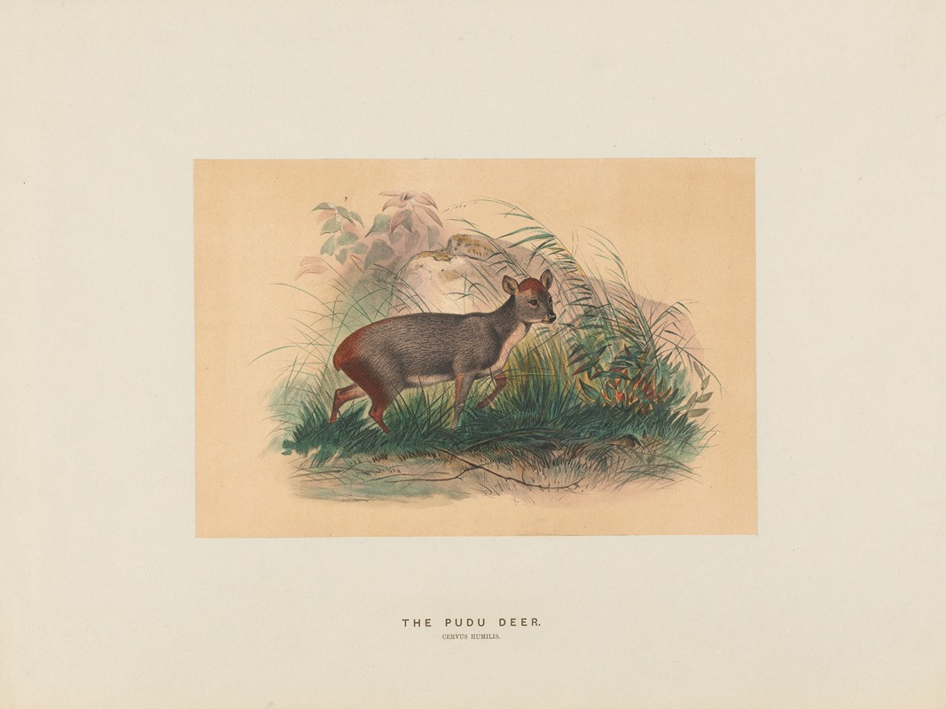 Joseph Wolf - The Pudu Deer