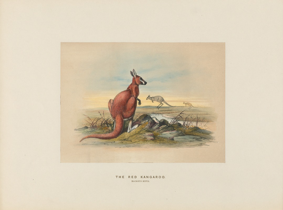 Joseph Wolf - The Red Kangaroo