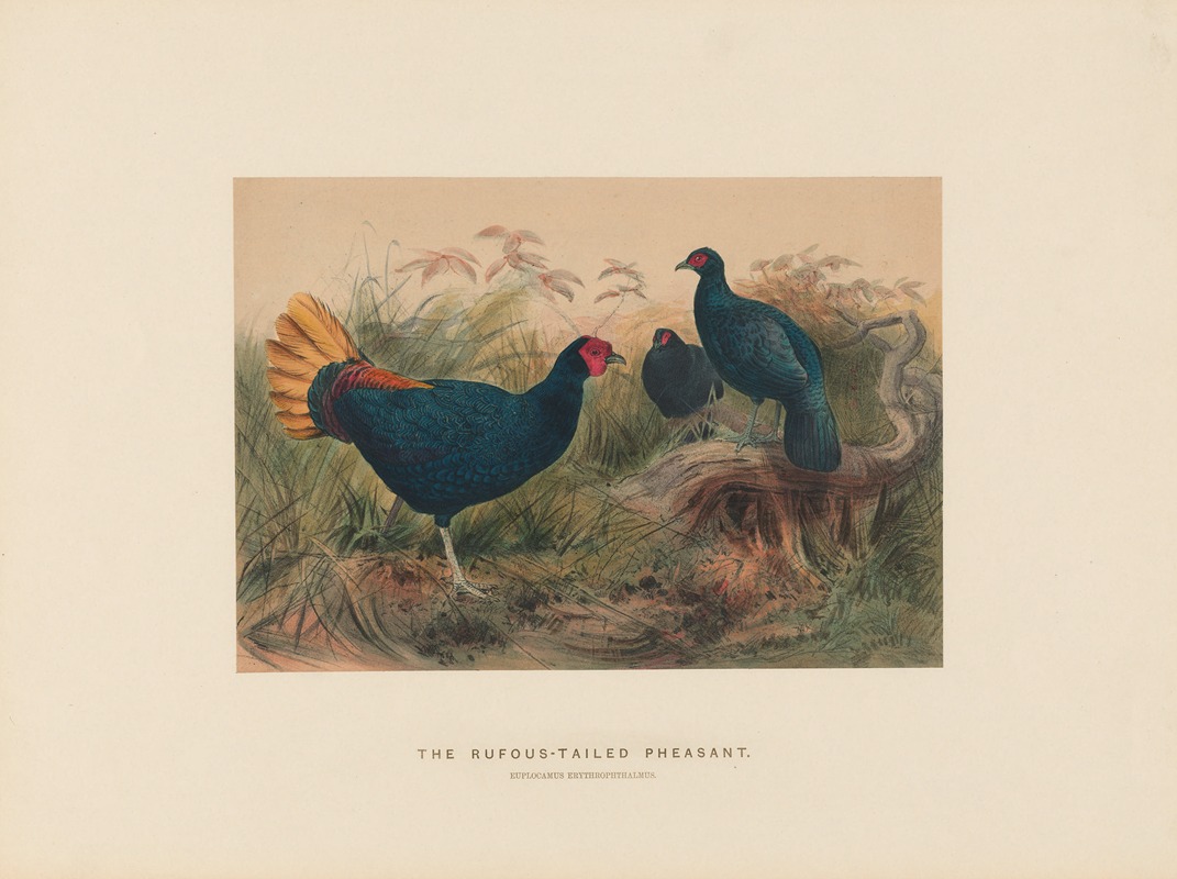 Joseph Wolf - The Rufous-tailed Pheasant