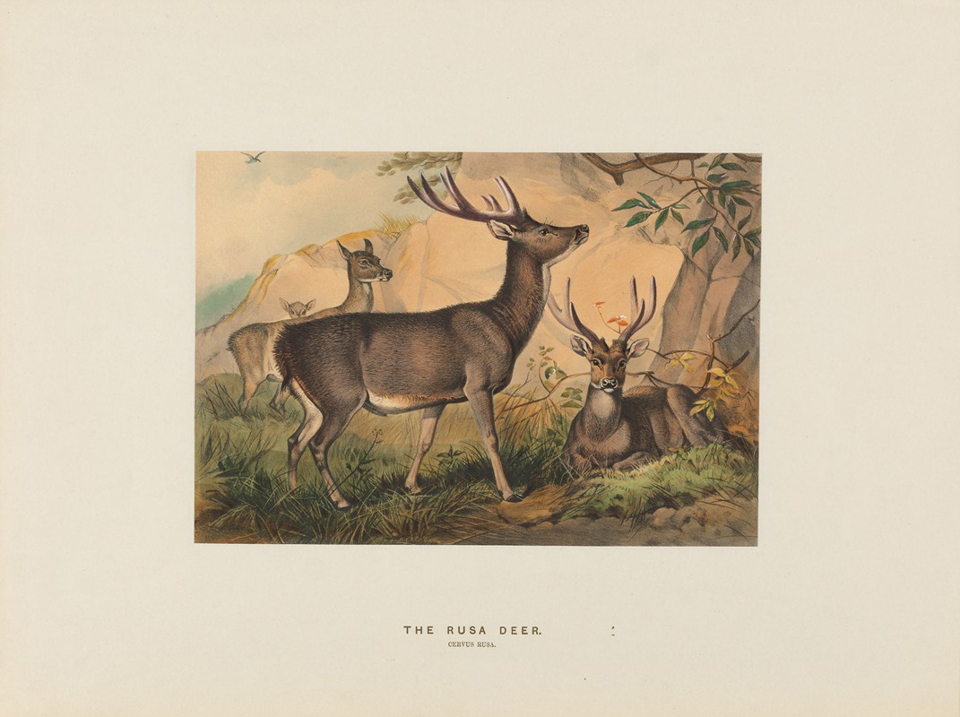 Joseph Wolf - The Rusa Deer