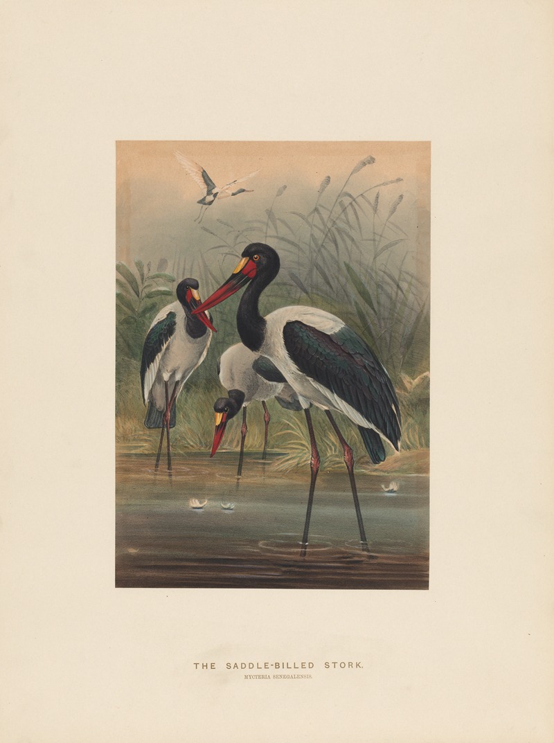 Joseph Wolf - The Saddle-billed Stork