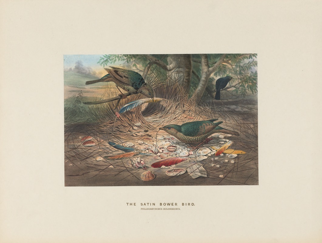 Joseph Wolf - The Satin Bower-bird
