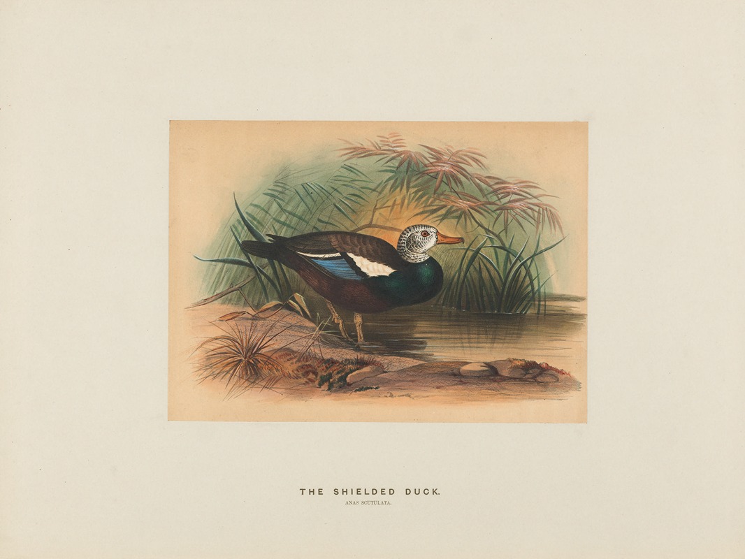 Joseph Wolf - The Shielded Duck