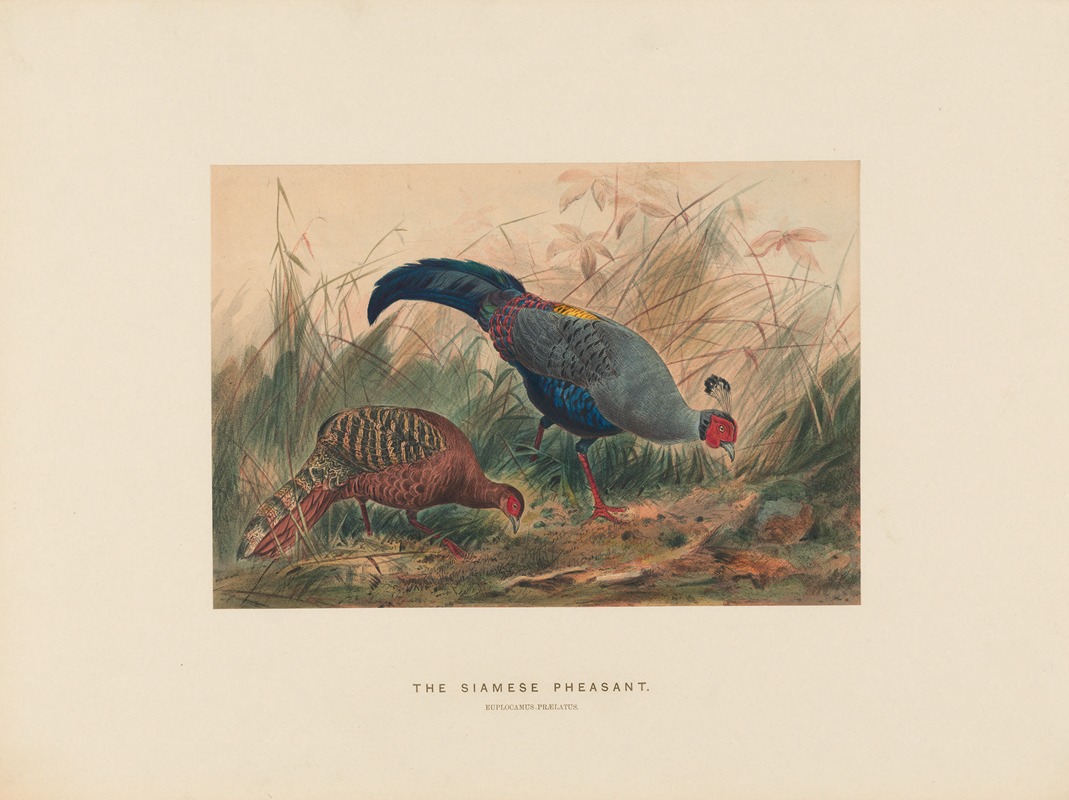 Joseph Wolf - The Siamese Pheasant