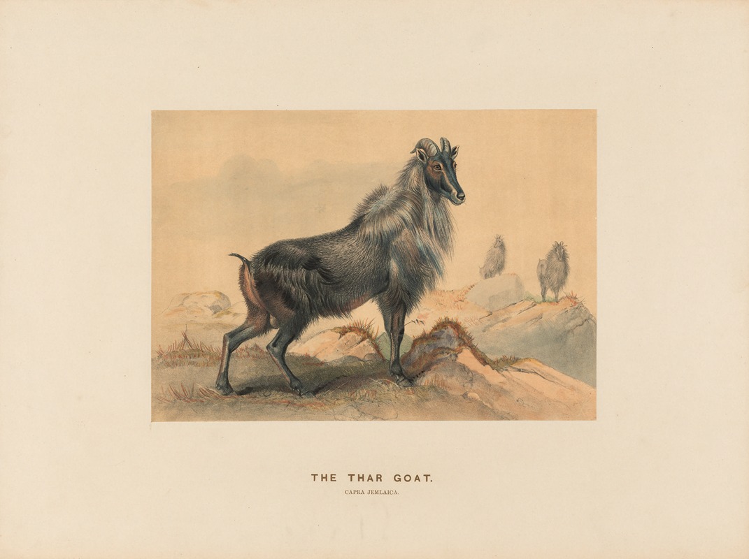 Joseph Wolf - The Thar Goat