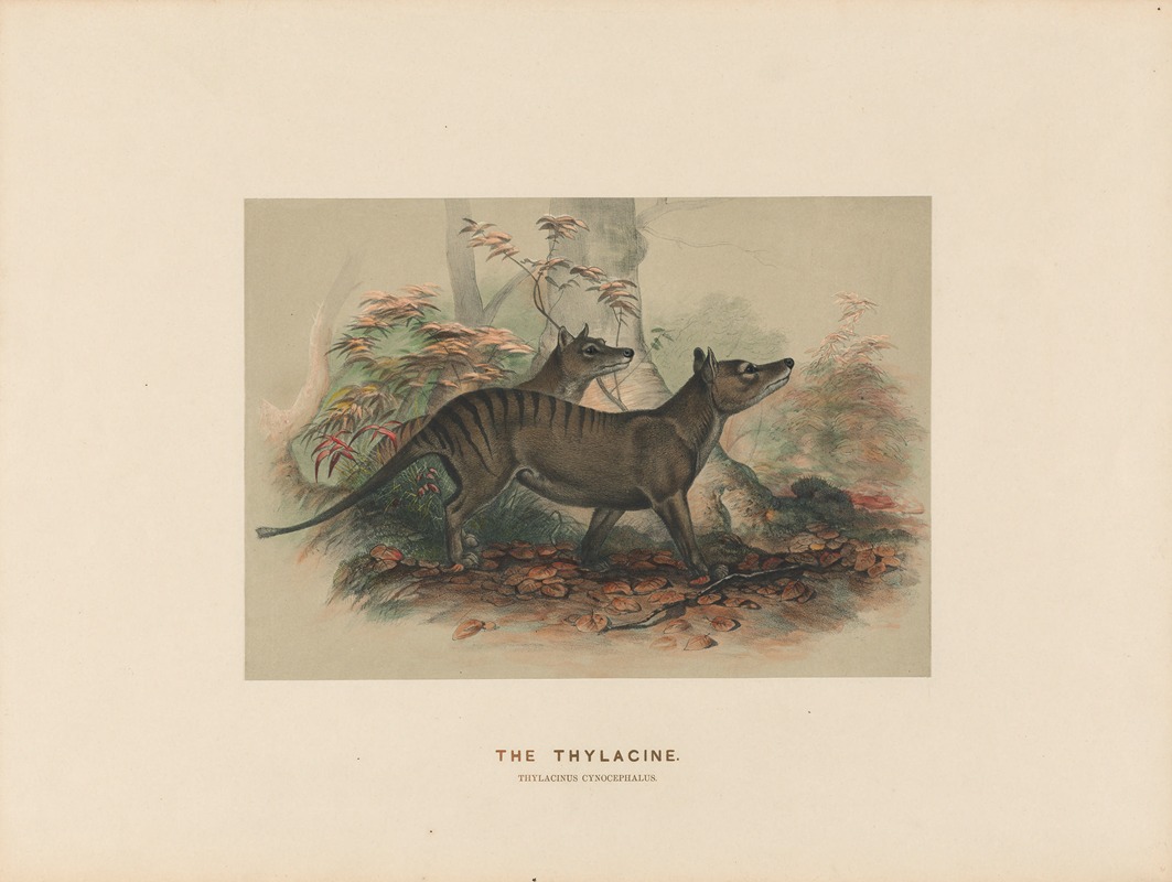 Joseph Wolf - The Thylacine