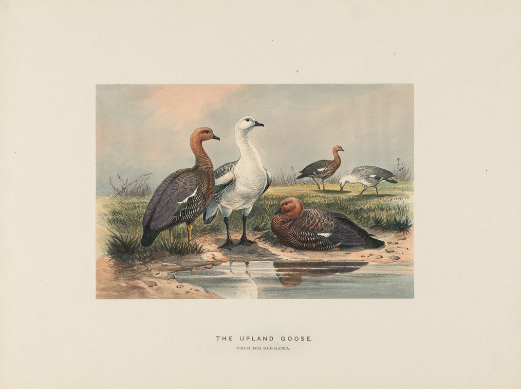 Joseph Wolf - The Upland Goose