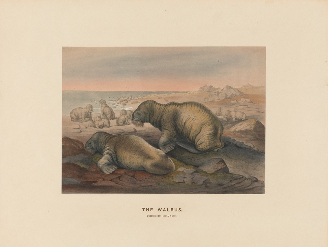 Joseph Wolf - The Walrus