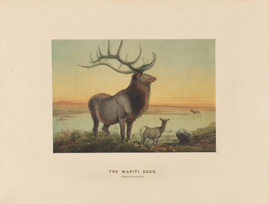 Joseph Wolf - The Wapiti Deer