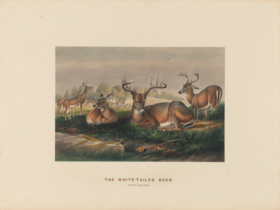 Joseph Wolf - The White-tailed Deer